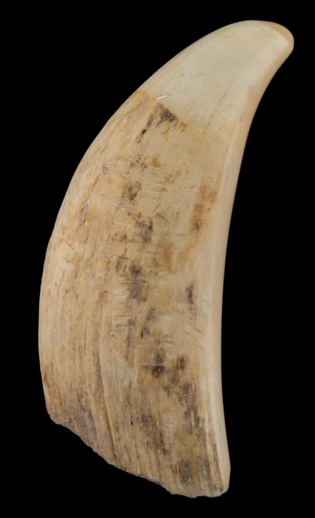 Lot 98A: Antiques Whale’s Tooth – Willis Henry Auctions, Inc.